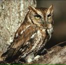 Тарільчаний Бевзь фотография #8 (источник - https://vk.com/id10164370)