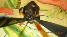 Фотография Гончаренко Сашеньки