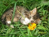 Іннуся Ануфрієва фотография #37 (источник - https://vk.com/id93938207)