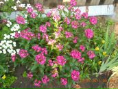 Фотография Бравл Джокер