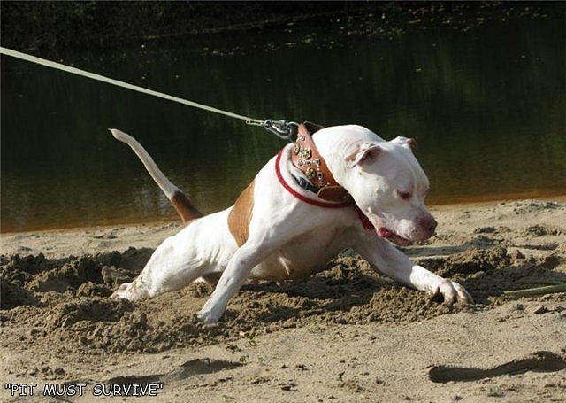 Дмитрий Васильев фотография #15