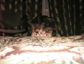 Фотография Коваля Вячеслава