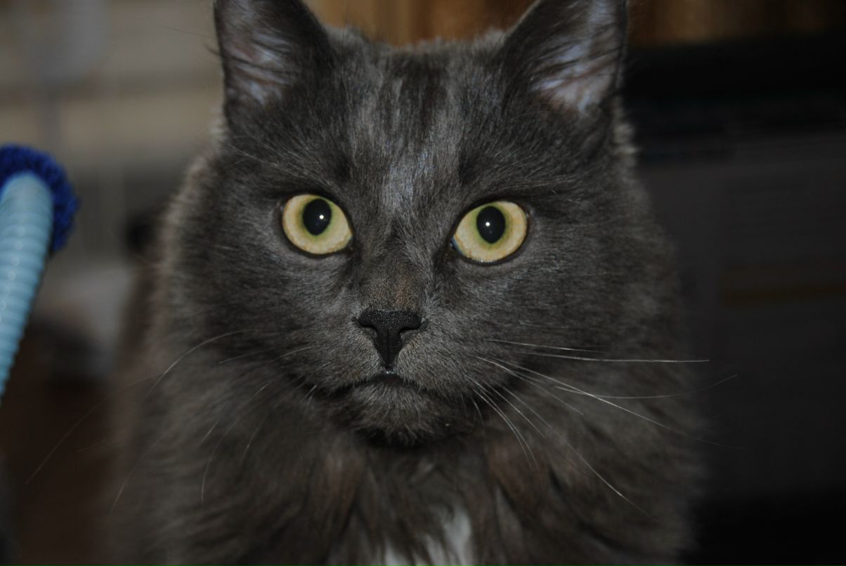 Igor Medvedev фотография #1