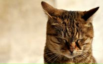 Фотография Цеса Стаса