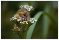 Леся Косаківська фотография #3 (источник - https://vk.com/id36563770)