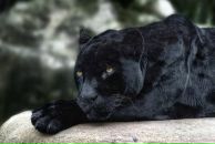 Анна Кулик фотография #11 (источник - https://vk.com/id141787342)