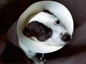 Фотография Kozloviches Andreyas