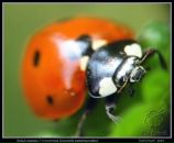 Фотография Студеновой Елены