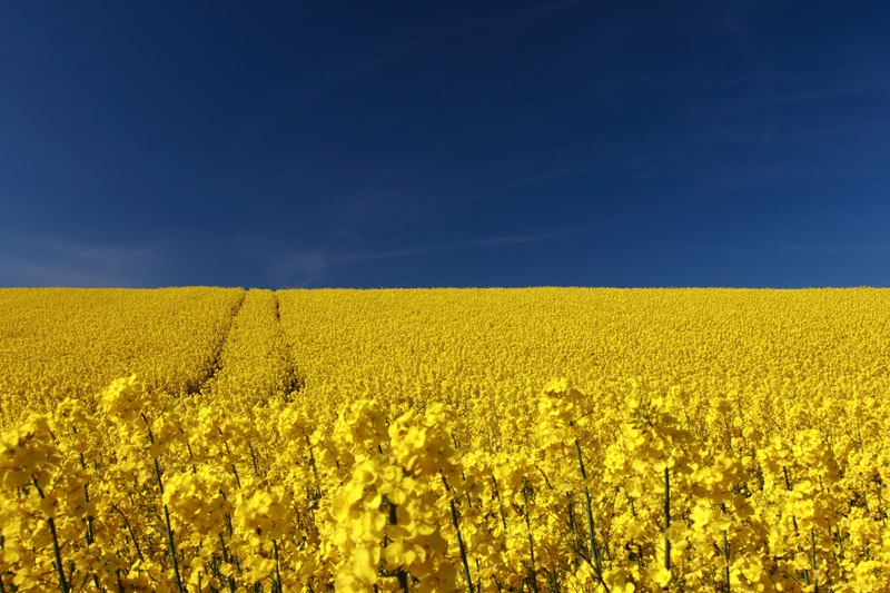 Максим Синицын фотография #12