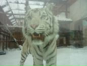 Фотография Товалович Анна