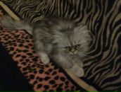 Діма Білет фотография #46 (источник - https://vk.com/id42002144)