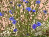 Фотография Кощеевой Аси