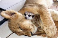 Фотография Игнатьевой Светланы