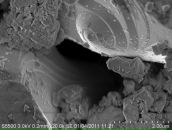 Фотография Немцева Ивана