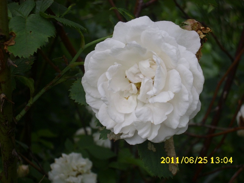 Екатерина Тяглик(иванец) фотография #25