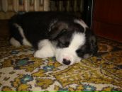 Фотография Марцевой Евгении