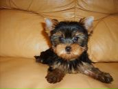 Фотография Климановой Елизаветы