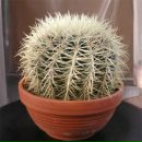 Фотография Степанова Александра