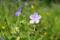 Александр Иляскин фотография #20 (источник - https://vk.com/id520348)