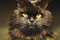 Фотография Неберикутиной Людмилы