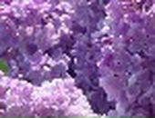 Елена Лебедева фотография #44 (источник - https://vk.com/id78795101)