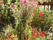 Софія Дусак фотография #2 (источник - https://vk.com/id39361395)