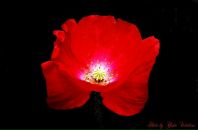 Фотография Пряжениковой Наталии