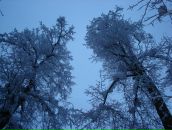 Фотография Яковлевой Евгении