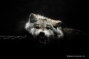 Олексій Семенюк фотография #13 (источник - https://vk.com/id165743689)