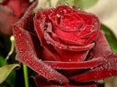 Şahmar Sadqov фотография #1