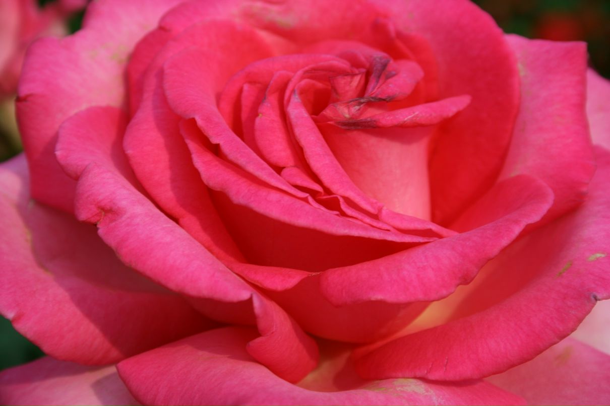 Сергей Козлов фотография #27