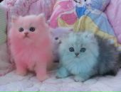 Вікуся Бут фотография #1