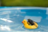 Ігорь Ukrwolf фотография #10 (источник - https://vk.com/id641197)