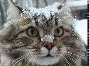 Фотография Климкиной Светланы