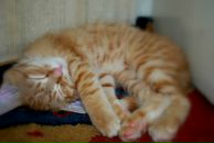 Емсік Мен фотография #9 (источник - https://vk.com/id213626724)