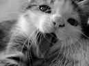 Катя Науменко фотография #39 (источник - https://vk.com/id158890331)