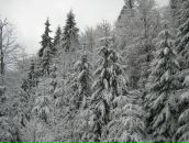 Володимир Підлісний фотография #45 (источник - https://vk.com/id9143845)