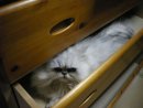 Микили Восточная фотография #21 (источник - https://vk.com/id36766399)