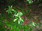 Оксана Леськів фотография #43 (источник - https://vk.com/id80713121)