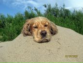 Фотография Лактионова Андрея