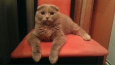 Фотография Малышева Дмитрия