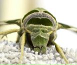 Фотография Амина Вениамина