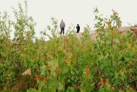 Диня Диня фотография #38 (источник - https://vk.com/id42298321)