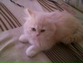 Фотография Хусаинова Елена