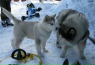 Фотография Тиханиной Дарьи