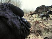 Антон Мищенко фотография #4 (источник - https://vk.com/id822309)