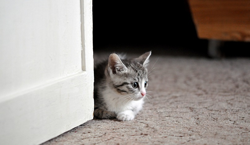 Andre Andre фотография #36