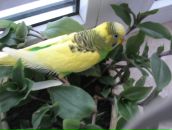 Віталік Палинський фотография #48 (источник - https://vk.com/id27052767)