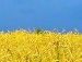 Марія Мороз фотография #43 (источник - https://vk.com/id32525733)