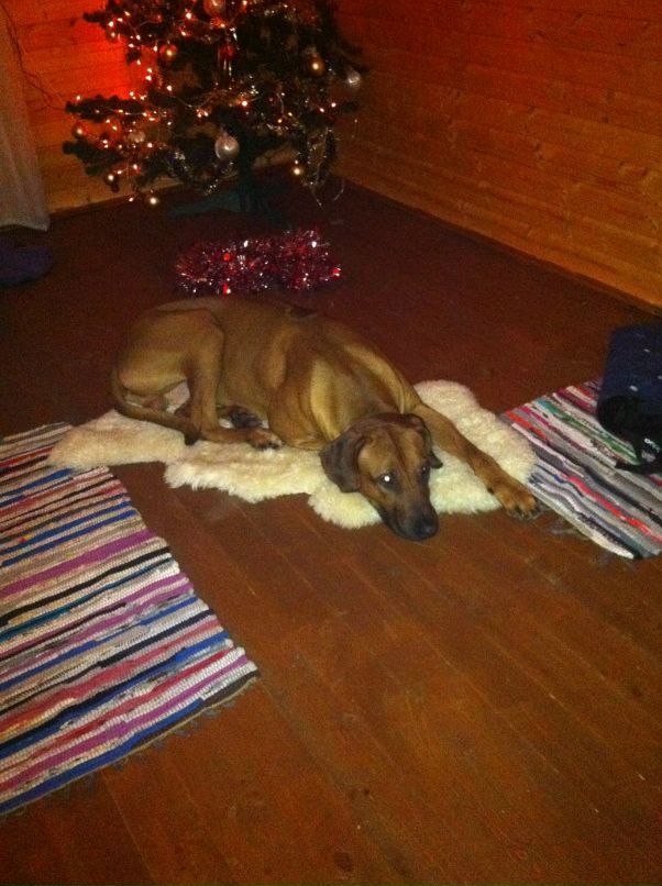 Дмитрий Козлов фотография #9